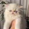 Логотип телеграм канала @boxwhithcats — Коробка с котами