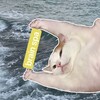 Logo of telegram channel brainspa_here — Brain Spa