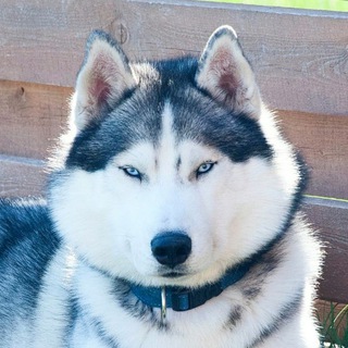 Логотип телеграм канала @brandhusky — Питомник БРЭНД ХАСКИ BRAND HUSKY KENNEL щенки хаски