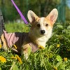 Логотип телеграм канала @brave_richy — Ричи Храброе Сердце 🐾🧡🐶