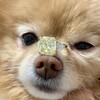 Логотип телеграм канала @brilliant24_diamonds_gold — Бриллианты в Трусах