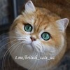 Logo of telegram channel british_cats_uz — 𝓑𝓻𝓲𝓽𝓲𝓼𝓱 𝓬𝓪𝓽𝓼 🐾 🇺🇿