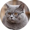 Логотип телеграм канала @britishcatmeow — Британский кот