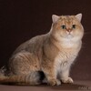 Логотип телеграм канала @britishoksland — Британские котята питомник.