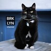 Логотип телеграм канала @brklynschool_channel — Бруклин 🔸гончарная школа 🔹 Иркутск