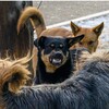 Логотип телеграм канала @brodyachiesobak — Бродячие собаки