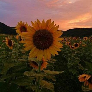 لوگوی کانال تلگرام broona — كهرمان💚💓🌸