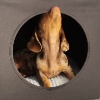 Логотип телеграм канала @brownie_dachshund — Жизнь Брауни 🐾