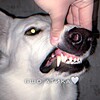 Логотип телеграм канала @bshoatika — бшо атика🐾