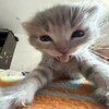 Логотип телеграм канала @buaniawws — что такое