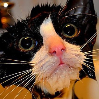 Telegram арнасының логотипі bububushechka — Ох уж эти Кошки...