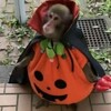 Логотип телеграм канала @bubuzansgiffki — брадочги🍌