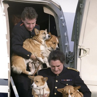 Логотип телеграм канала @buckinghamcorgi — букингемский корги