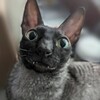 Логотип телеграм канала @buddyo3 — я лох