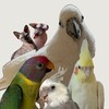 Логотип телеграм канала @buisnessbirds — Птички бизнесс-класса