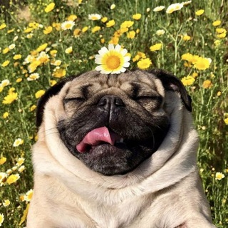Telegram channel Бульдожки и мопсики 🐶 logo