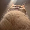 Логотип телеграм канала @bulka_bublichek — Котик Шмотик 🐈