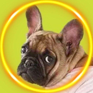 Логотип телеграм канала @bulldogs_life — Бульдоги | Life ✨