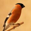 Logo of telegram channel bullfinch_and_us — Мы со Снегирём