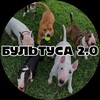 Логотип телеграм канала @bulltusamsc — БУЛЬТУСА МСК