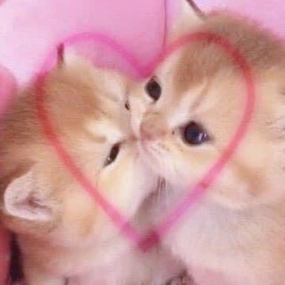 Logo saluran telegram bulolkamuuuuu — - ᑲᥙᥣ᥆ᥣ ძіᥲrу