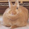 Логотип телеграм канала @bunnymemescfcf — Пухли кролик кф