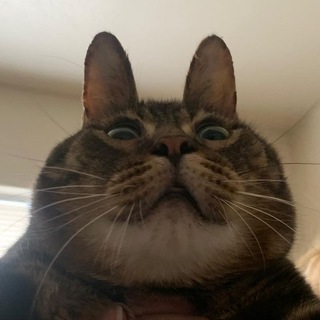 Логотип телеграм канала @bunt_kota — Котячий Бунт 🐾