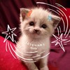 Логотип телеграм канала @burchiksss — ✧бурчик✧