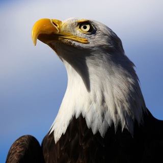 Logotipo del canal de telegramas burgut_news - Бургут