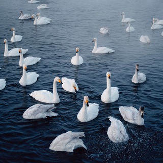 Логотип телеграм канала @bushibushibushido — swan lake
