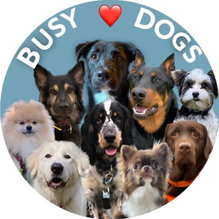 Логотип телеграм канала @busy_dogs — busy_dogsTG channel