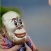 Логотип телеграм канала @butiampagliacci — Доктор, я и есть Пальяччи🤡