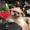 Логотип телеграм канала @butilijok — 🐶 Юлёк - Бутылёк 🐶