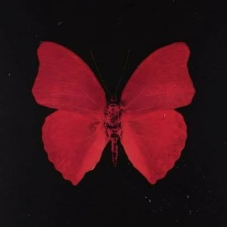 Logo of telegram channel butterfly_wings0 — 𝙱𝚞𝚝𝚝𝚎𝚛𝚏𝚕𝚢 𝚠𝚒𝚗𝚐𝚜