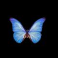 Logo saluran telegram butterflyavailable — Butterfly.channel.available