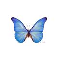 Telegram channel Butterfly.channel logo