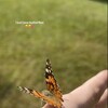 Telegram channel Butterfly 🩷🤏🦋 logo