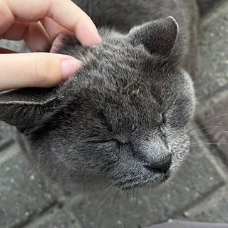 Логотип телеграм канала @buwbiwa — дыня