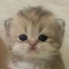 电报频道的标志 buwuwuwu — ◤━━. Buwu . ━━◥
