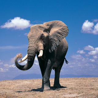 Логотип телеграм канала @buy_an_elephant — Купи слона 🐘