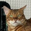 Логотип телеграм канала @by_varvarvaaar — богоугодно
