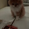 Логотип телеграм канала @byad6ra — фан клуб моего кота [бай адара]