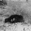 Логотип телеграм канала @bydelusion — 16 Рsychе