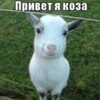 Логотип телеграм канала @bykr1sty — Овечий притон.