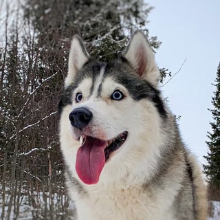 Логотип телеграм канала @byte_husky — Хаски по имени Байт 🐺