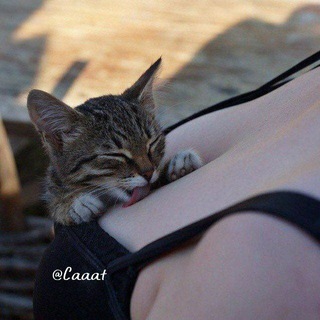 لوگوی کانال تلگرام caaat_mv — Cat || گربه