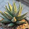 لوگوی کانال تلگرام cacti_mashhad — کانال کاکتوس مشهد