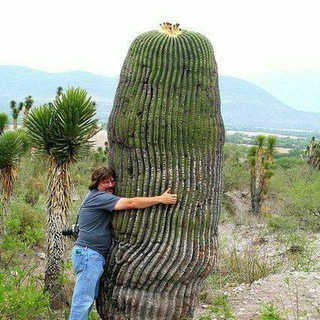 Логотип телеграм канала @cactus_uzb — CaCtus_Uz