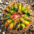 Logo saluran telegram cactus_palace — 🔅Cactus palace🔅