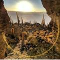 لوگوی کانال تلگرام cactuspluus — CACTUS 